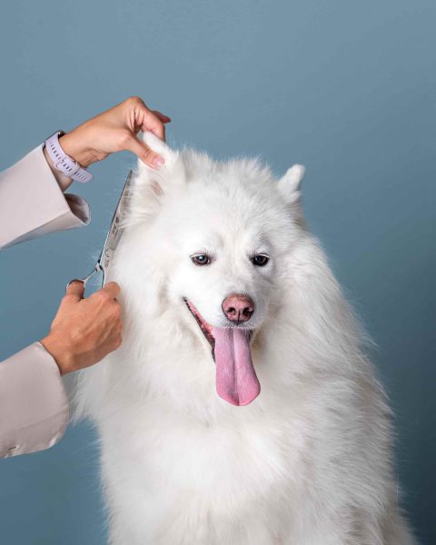 Fluffy grooming studio by Izabela Fiala Osijek obrt za uljepšavanje i njegu kućnih ljubimaca - čiščenje ušiju kućnih ljubimaca