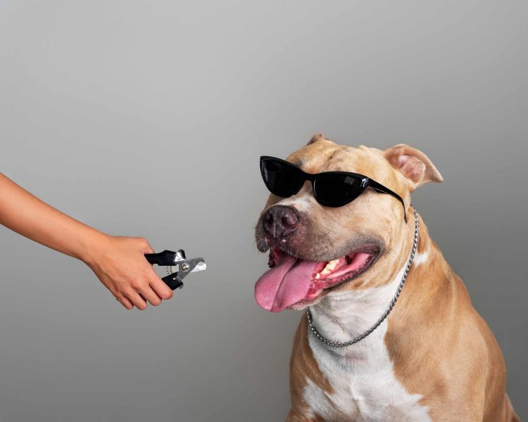 Fluffy grooming studio by Izabela Fiala Osijek obrt za uljepšavanje i njegu kućnih ljubimaca - rezanje noktiju kućnim ljubimcima