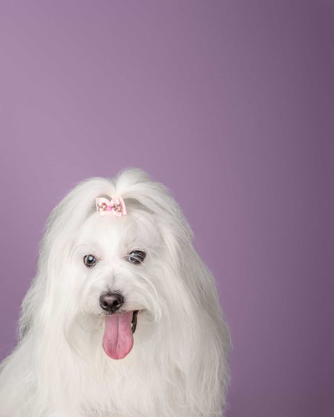 Fluffy grooming studio by Izabela Fiala Osijek obrt za uljepšavanje i njegu kućnih ljubimaca - pranje i feniranje