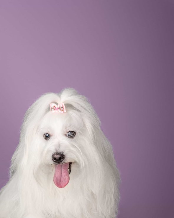 Fluffy grooming studio by Izabela Fiala Osijek obrt za uljepšavanje i njegu kućnih ljubimaca - pranje i feniranje